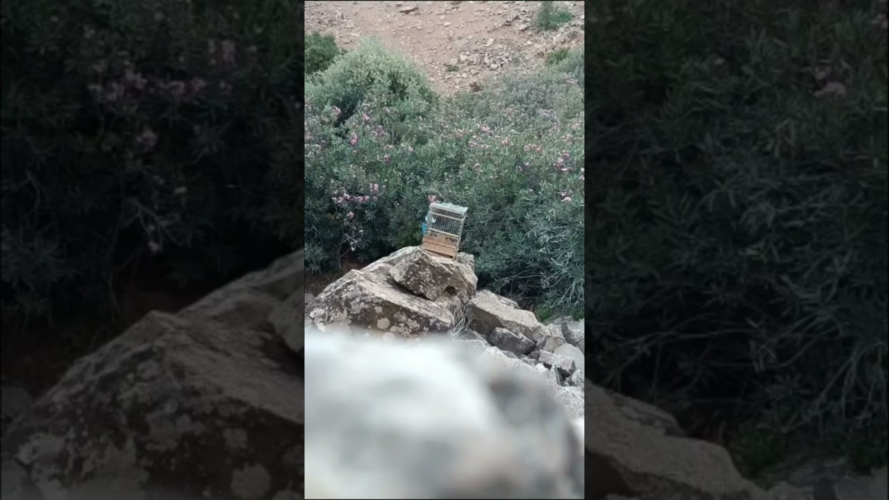 الجزء الثاني الحلقة الأخيرة حرب البلابل ⚔️