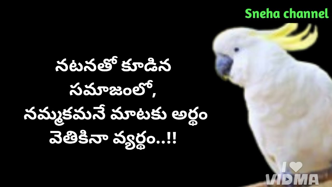 wonderful quotes#917#jivithasathyalu |Million dalar quotes |‌|Sneha channel