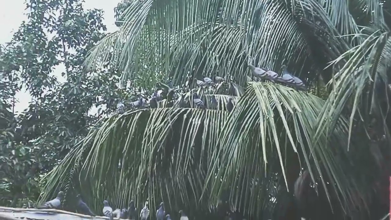 অনেকেই ভাল মানের বুনো কবুতর খুজ করেন।তাদের জন্য এই ভিডিও। সাবস্ক্রাইব করে পাশে থাকুন।