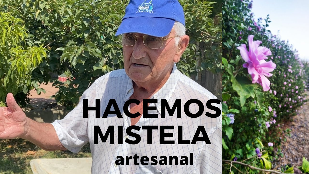 Hacemos ARTESANALMENTE MISTELA o moscatel. VIAJE A LLEIDA 3ª parte