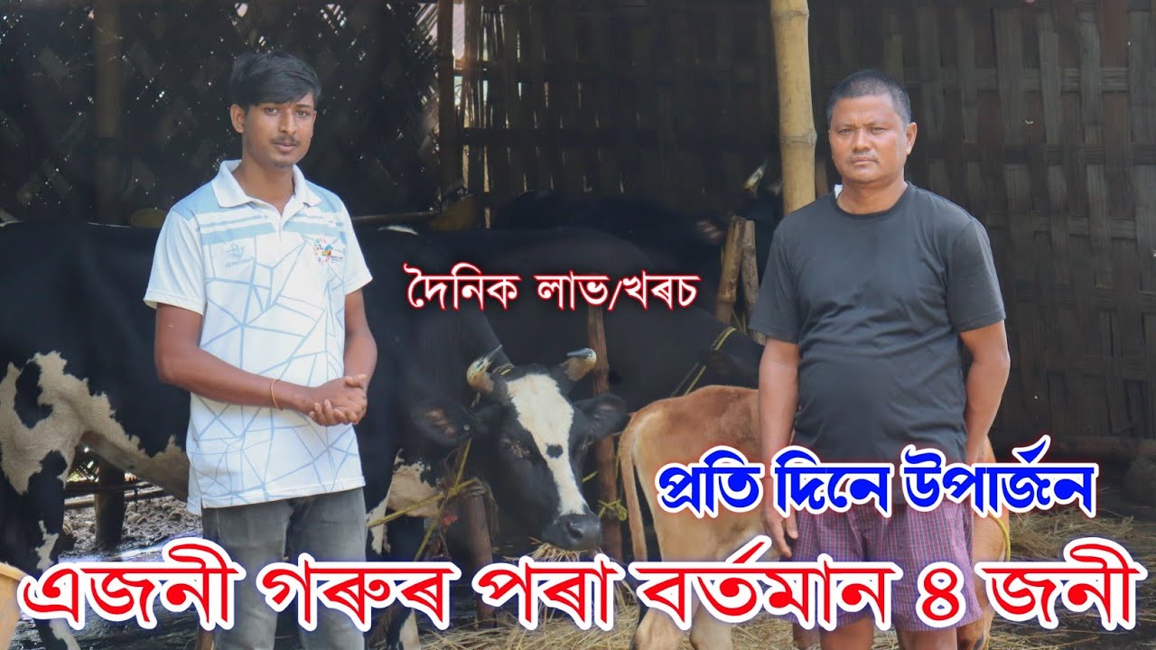 DAIRY FARMING IN ASSAM | গৰু পালনেৰে স্বাৱলম্বীতা | Cow Farming in Assam | গৰু Farm | অসমত গৰুৰ পালন