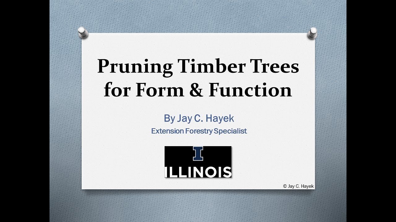 tree pruning
