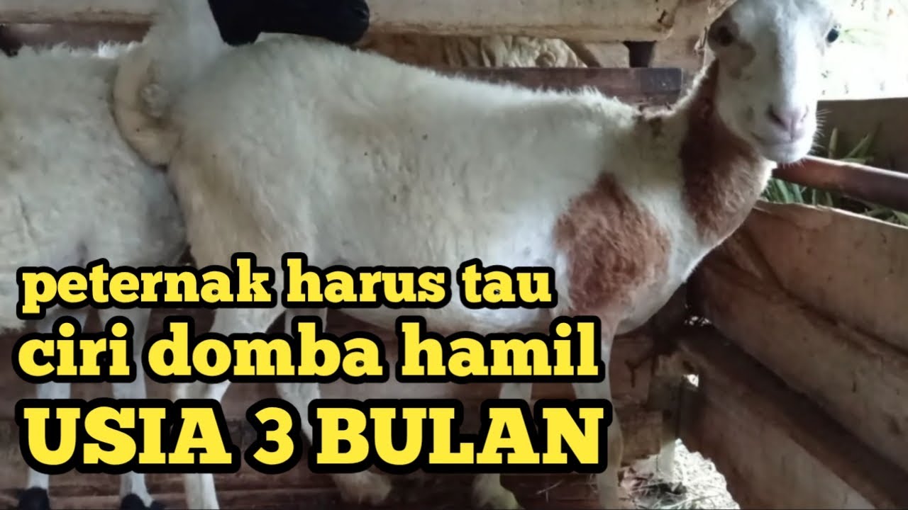 Ciri ciri domba garut hamil 3 bulan, kira kira cirinya apa saja ya?