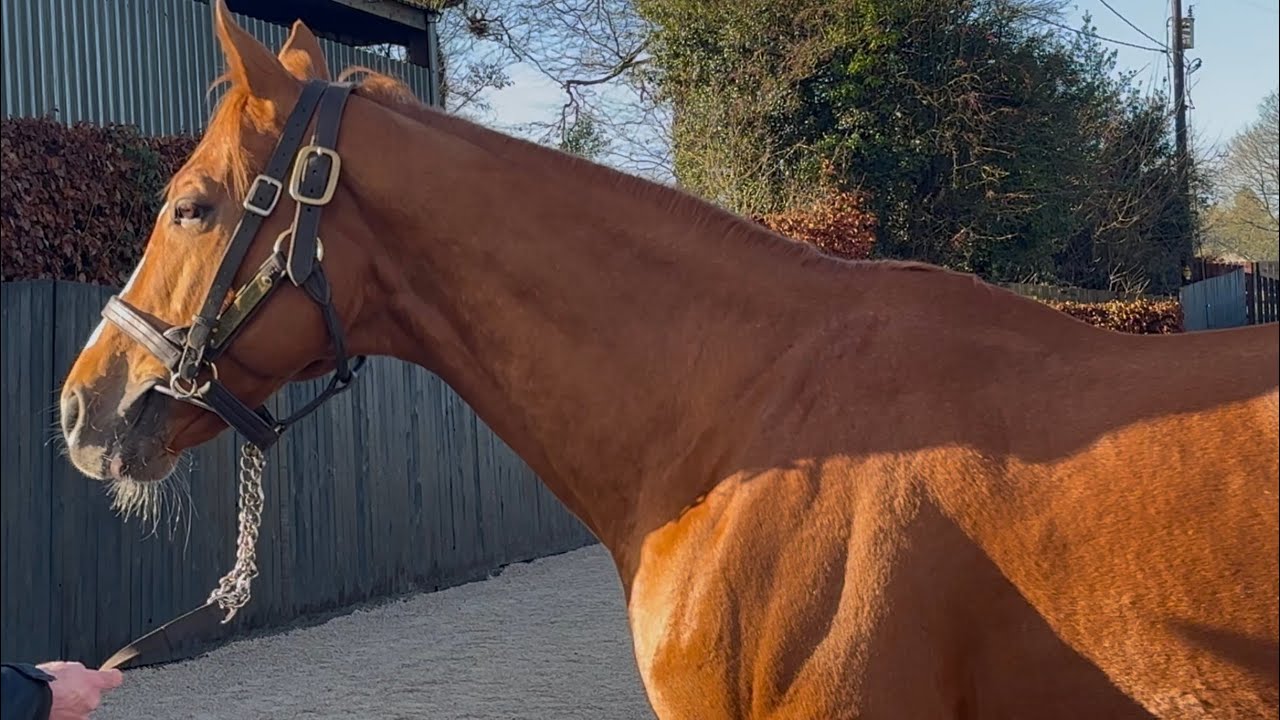 Kyprios at Beeches Stud