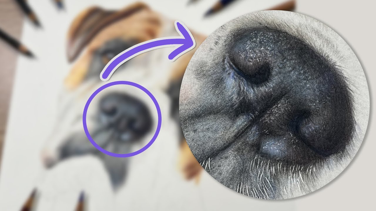✸ Dog Nose in Colored Pencil ✸ Drawing Tutorial