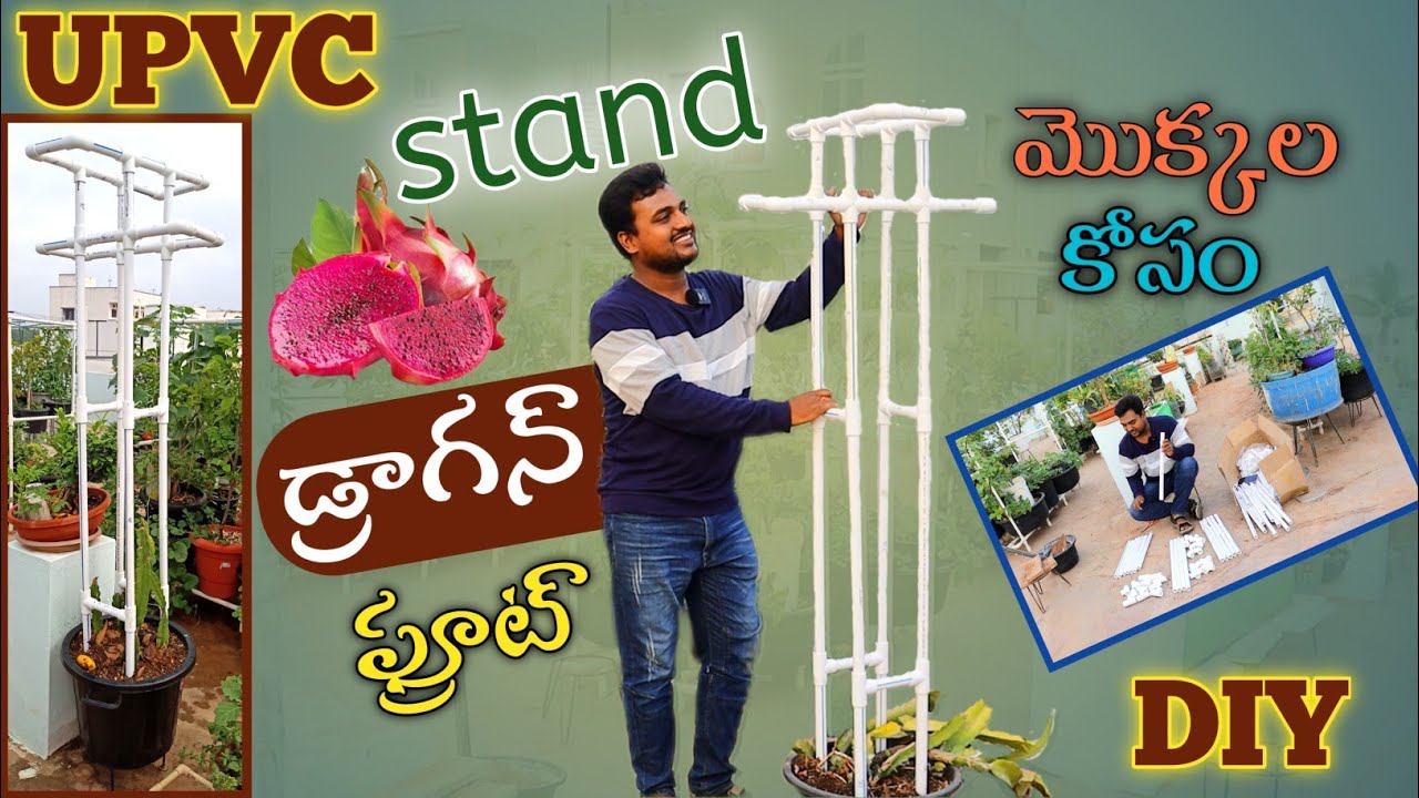 PVC Stand for Dragon Fruit plant ఇప్పుడు పొలంలో లాగా ఇంట్లో కూడా