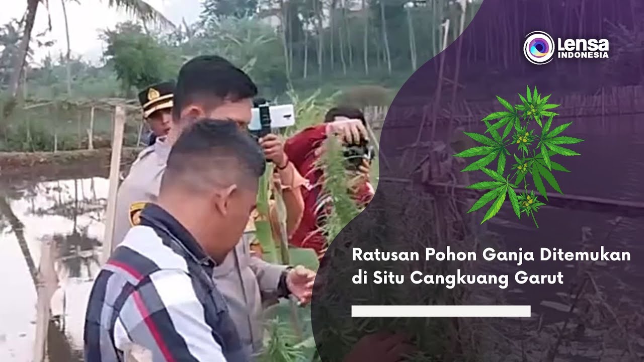 Ratusan Pohon Ganja Ditemukan di Situ Cangkuang Garut
