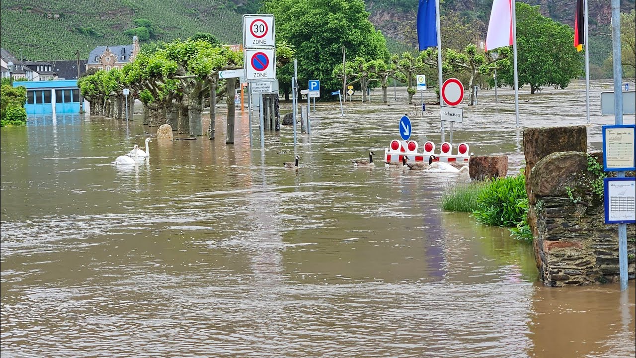 Moselhochwasser in &Uuml;rzig 18.05.2024