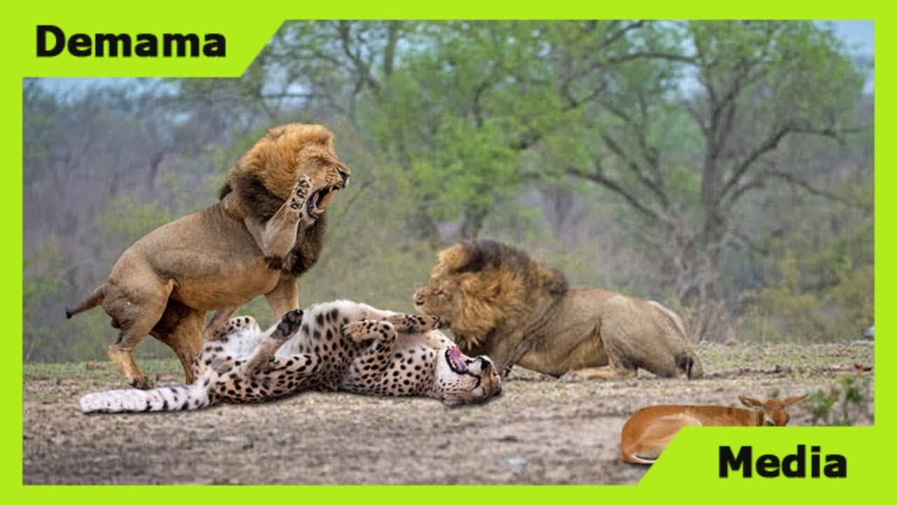 Power Of King Lion! Lioness Rescue Baby Impala From Five Cheetah, Wild Dogs vs Lion