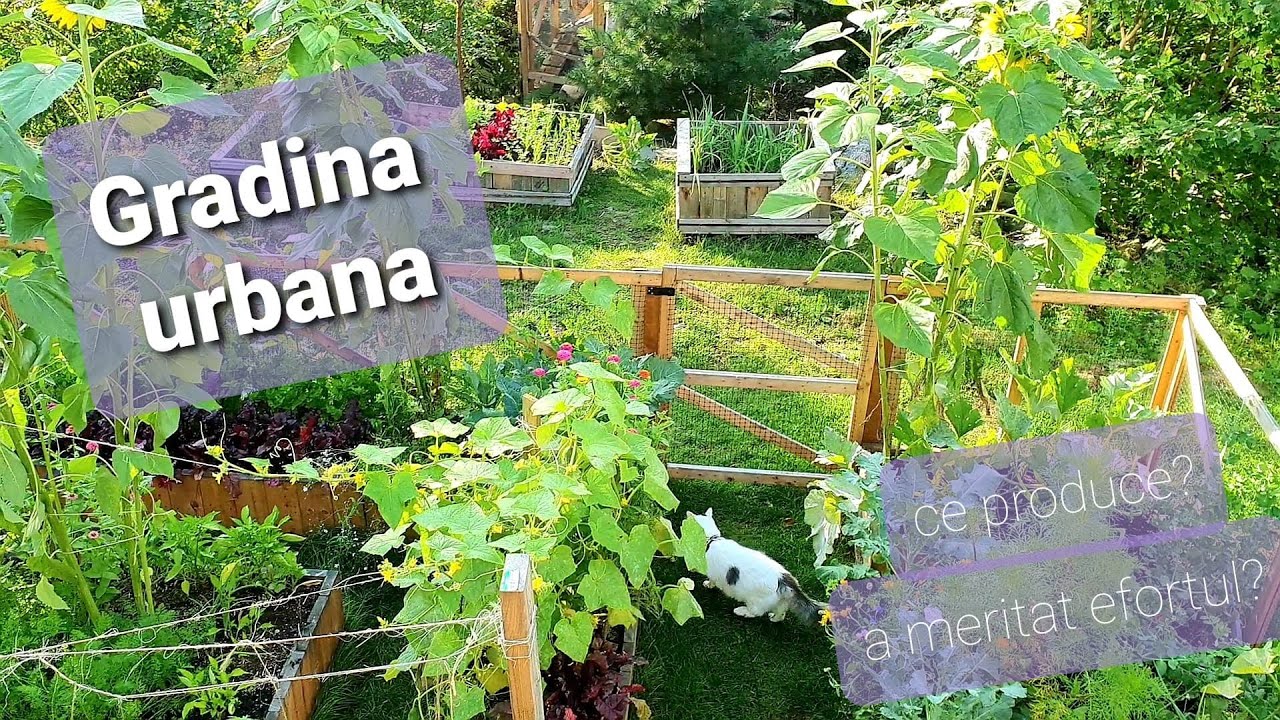 Gradina urbana - ce creste si daca a meritat efortul