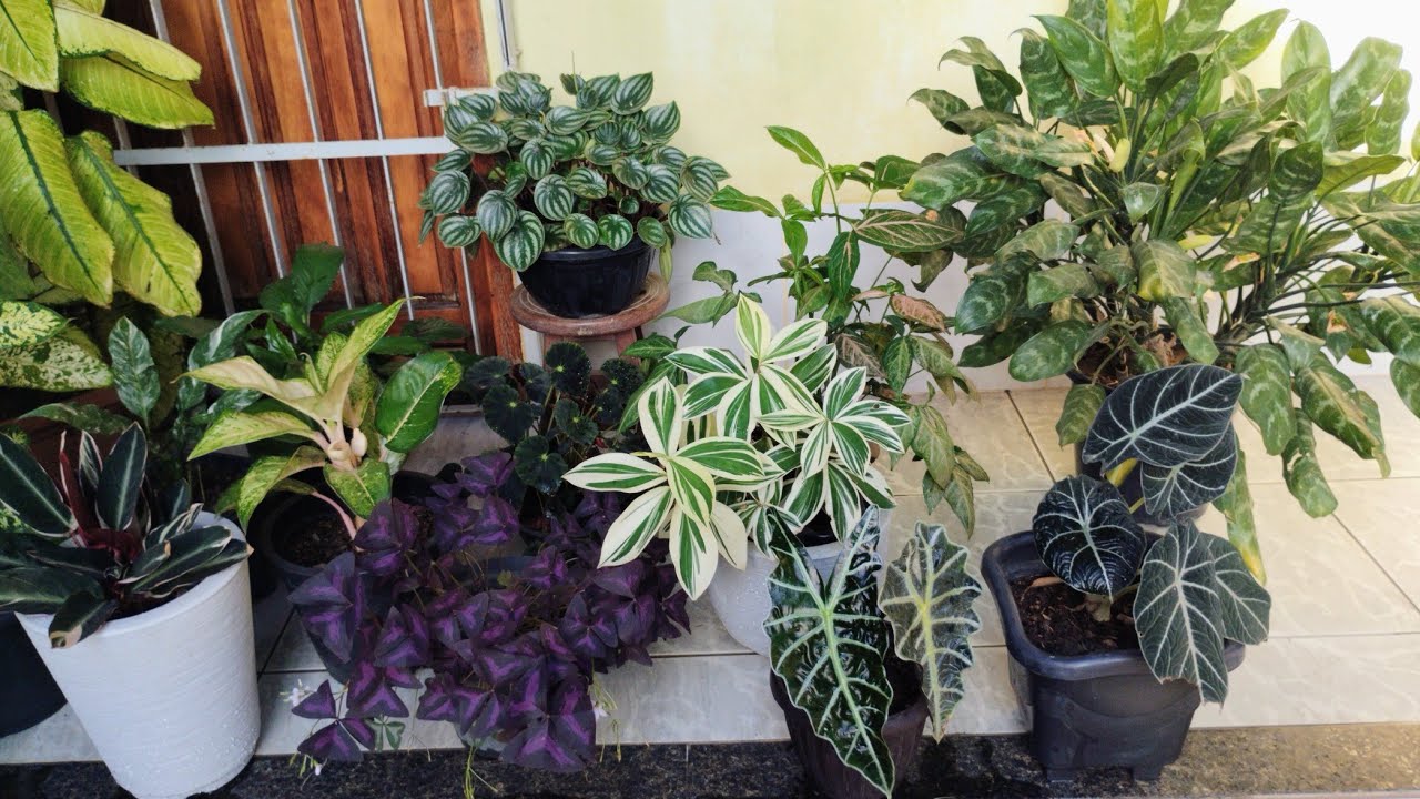 Plantas de Vasos Belíssimas!