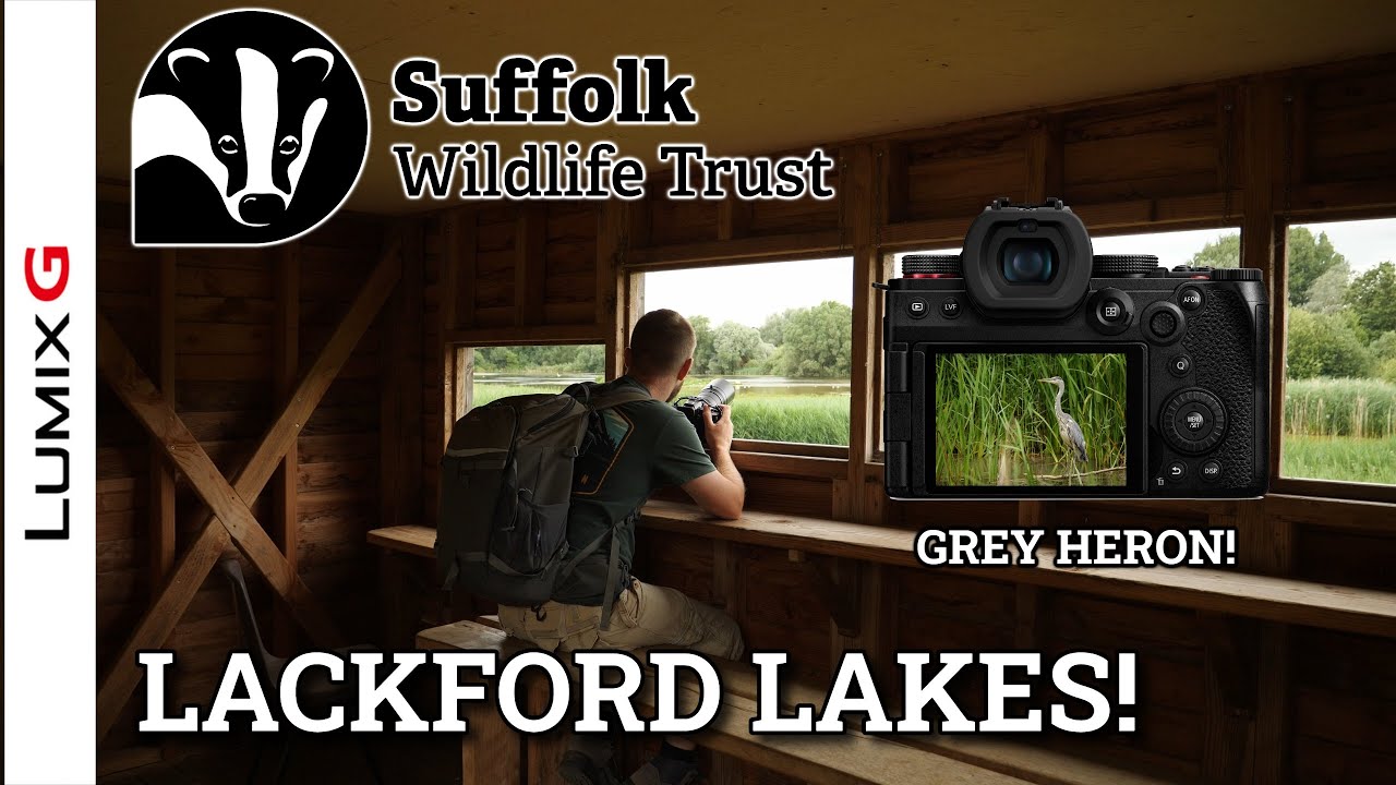 Grey Heron & BIRD PHOTOGRAPHY at LACKFORD LAKES! [Lumix G9ii Leica 200mm F2.8]