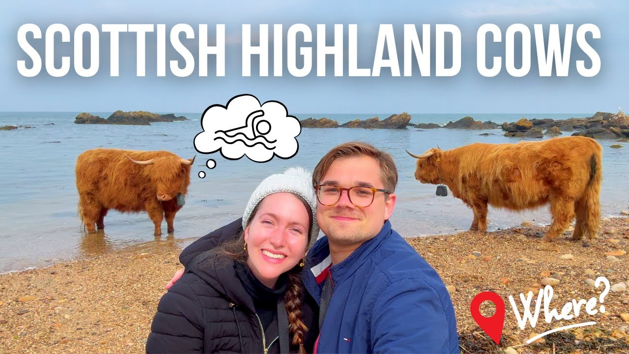 We Found Highland Cows in Scotland!