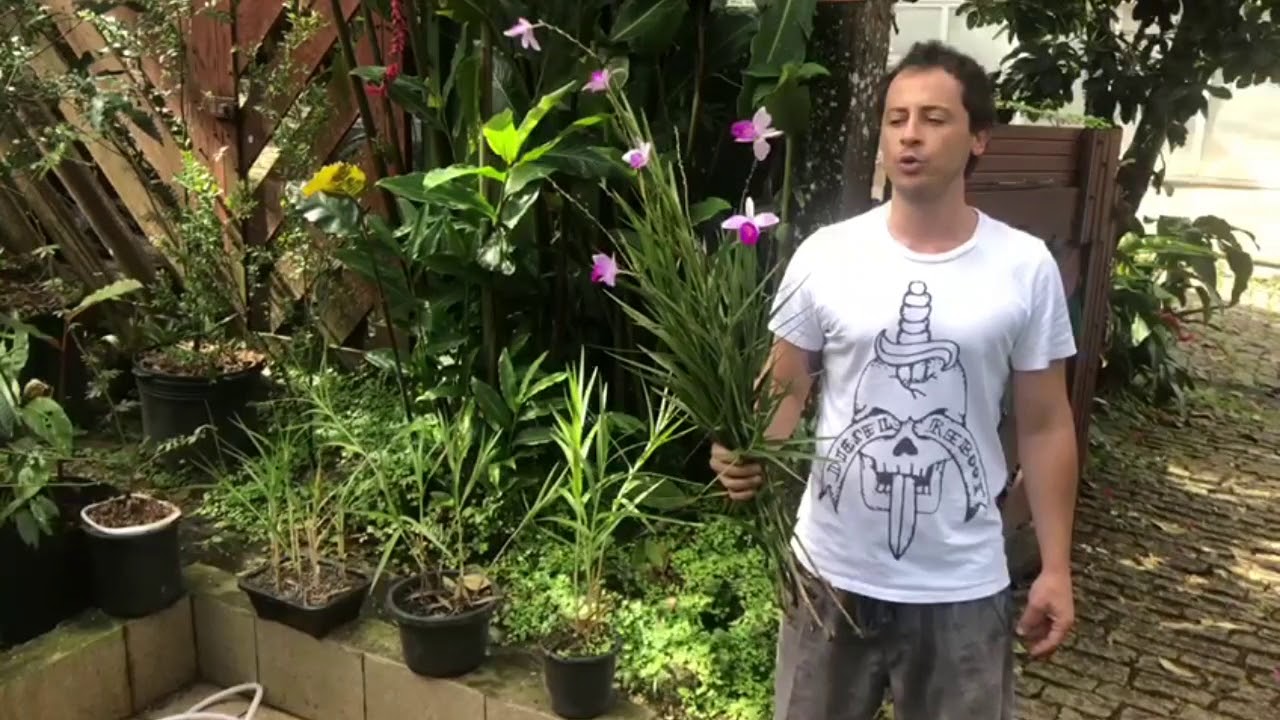 Multiplicando orquídea bambu (Como plantar orquídea bambu)