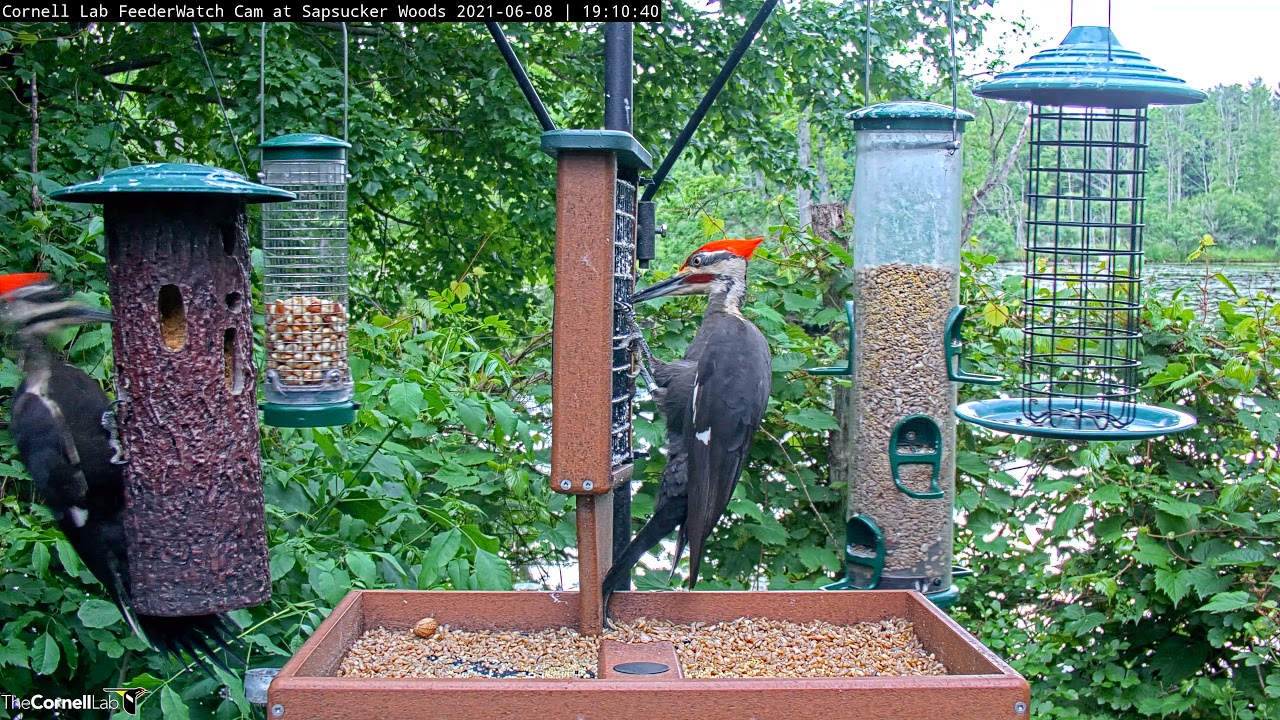 Two Giant Pileated Woodpeckers Snack On Suet At Cornell Feeders – June 8, 2021