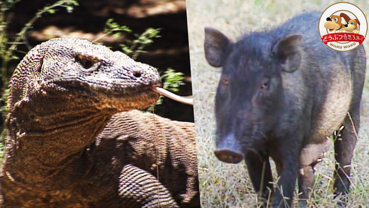 【前代未聞】コモドオオトカゲと凶暴な野ブタが獲物を取り合う！千石先生も大興奮の対決の行方は…【どうぶつ奇想天外／WAKUWAKU】