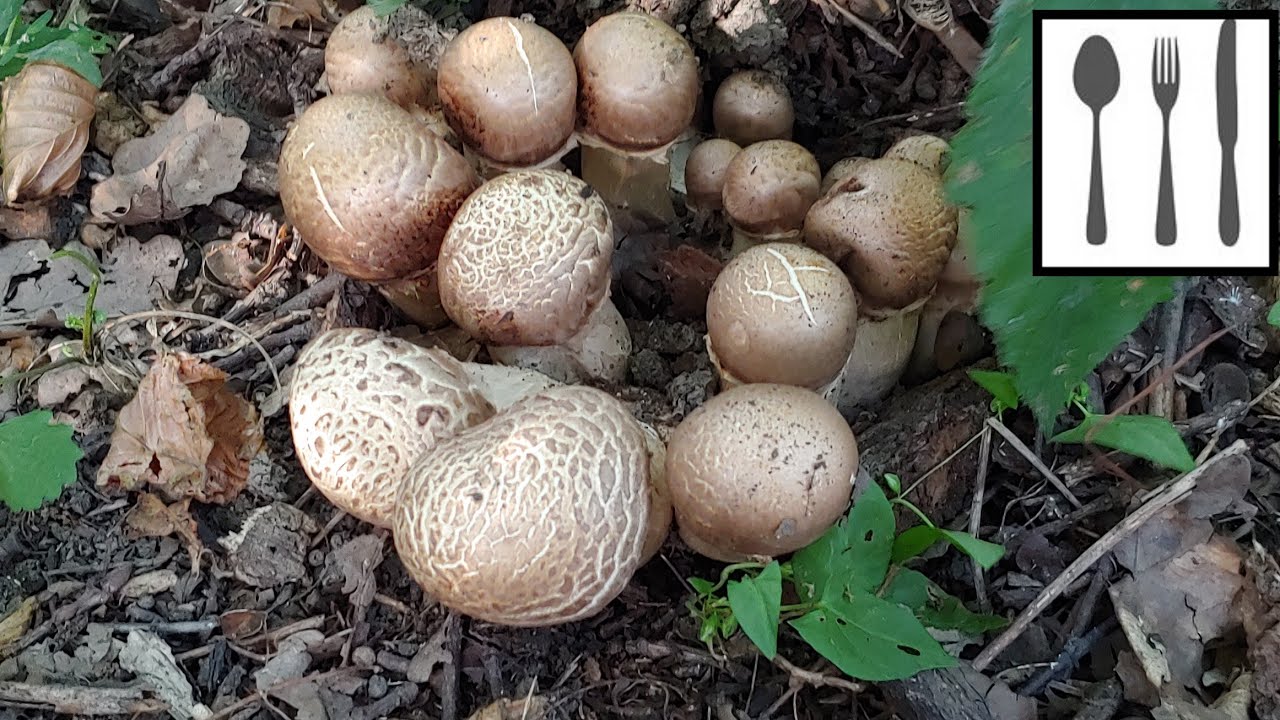 Pieczarka kępkowa&nbsp;(Agaricus bohusii) Śląsk