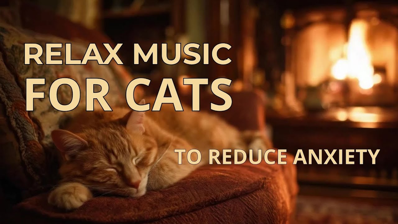 Music for CATS – Reduce Anxiety, Help Your Cat Relax and Feel Safe (14:42 Calm Piano Ambient) 😺💤