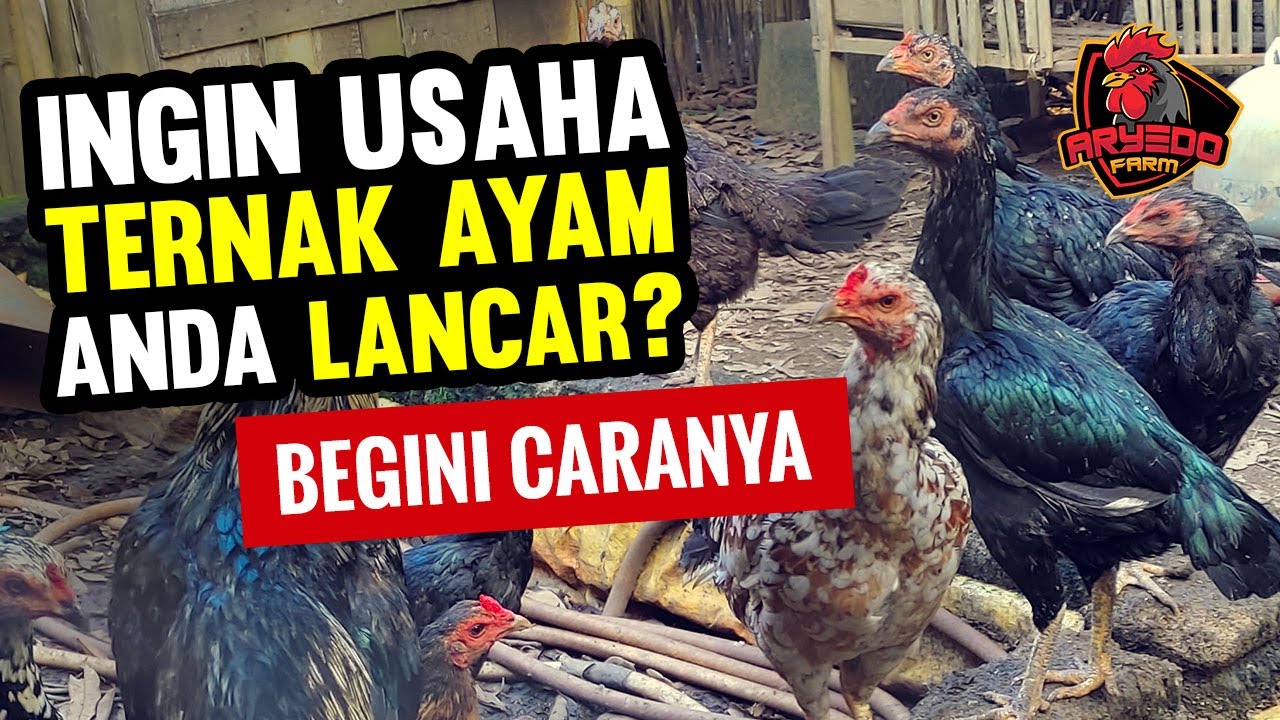 7 POIN PENTING Cara MELANCARKAN USAHA Ternak AYAM | Pemula Wajib Tahu!