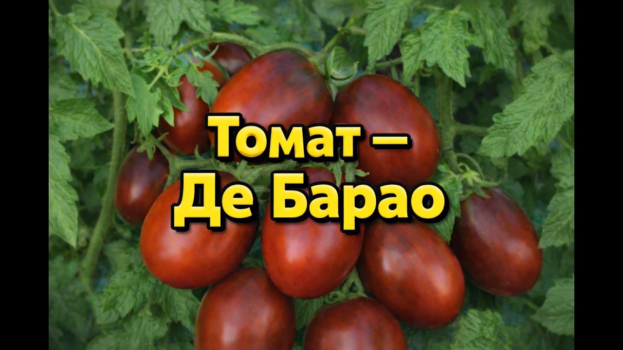 Томат Де Барао — мастер-класс для огорода и сада