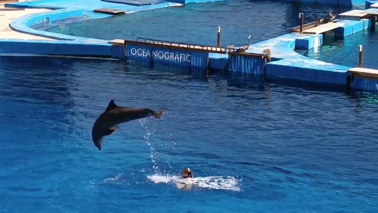 espectáculo delfines oceanografic