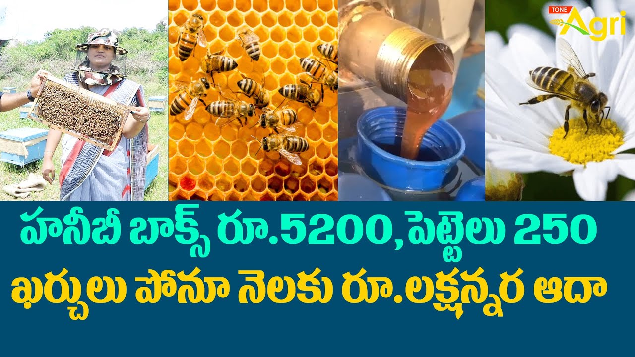 Beekeeping in Telugu | హనీబీ బాక్స్ రూ.5200, పెట్టెలు250 ఖర్చులు పోనూ నెలకు రూ.లక్షన్నర ఆదా ToneAgri