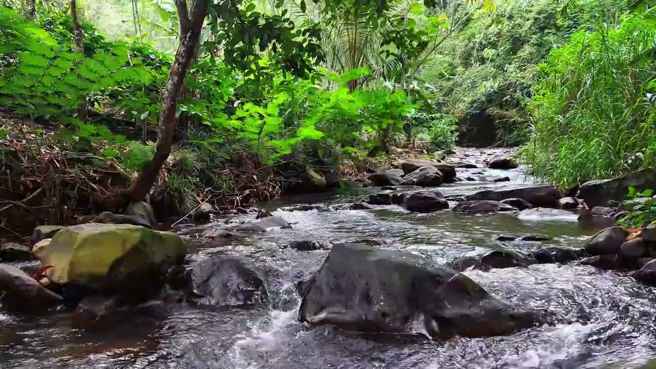 Clear Jungle River and Flowing Water Sound | Pure River Stream Sound
