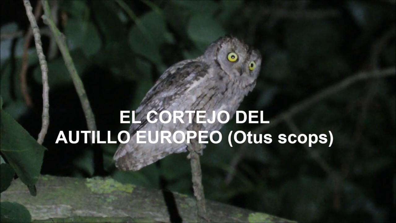 El CORTEJO del AUTILLO EUROPEO (Otus scops) || CORTOMETRAJE