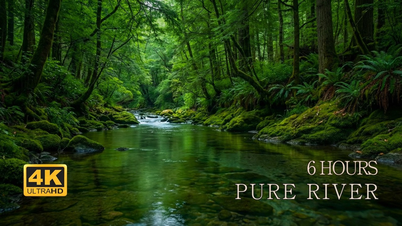 LIVE 24/7 Forest River Sounds 🌿 Deep Relaxing Nature Ambience | No Music, No Birds | 4K