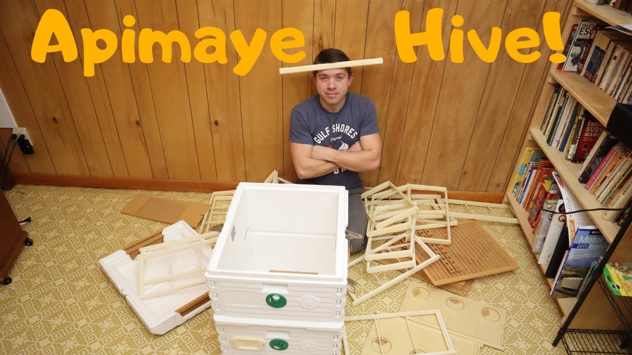 🔵Apimaye Introduction! (The Swiss army knife of Hives)