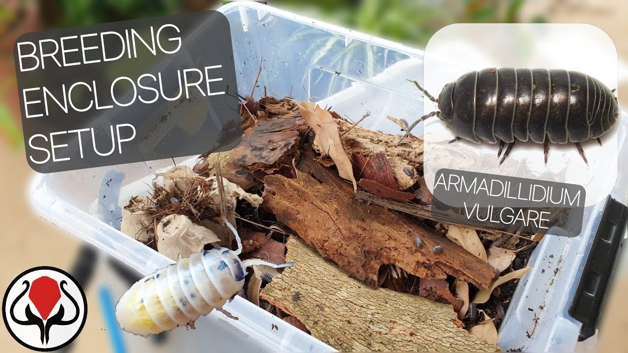 Armadillidium Vulgare - Breeding Enclosure Setup (Common Pilbugs)
