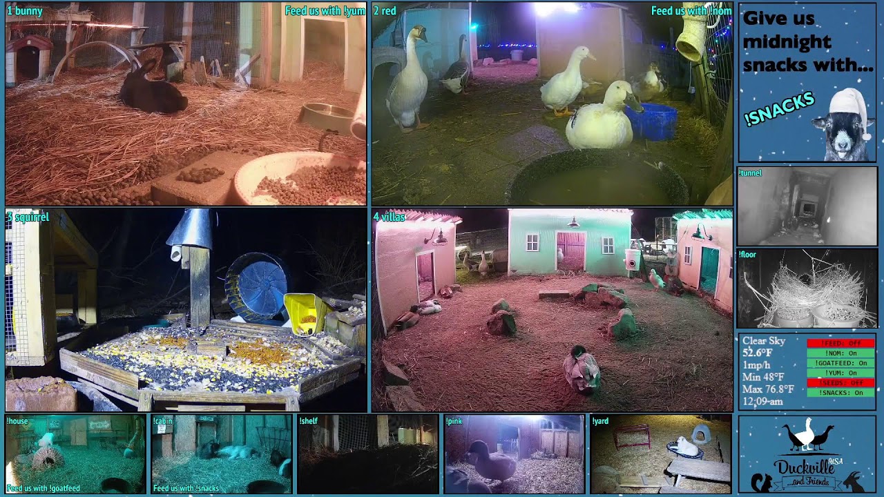 FREE DAILY FEED - Relax with ducks, goats, pups, squirrels, bunnies and other animals!