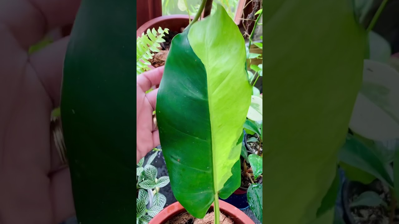 Philodendron Thai Sunrise #philodendron #subscribe #youtube #shorts #plantsph #houseplants #trending
