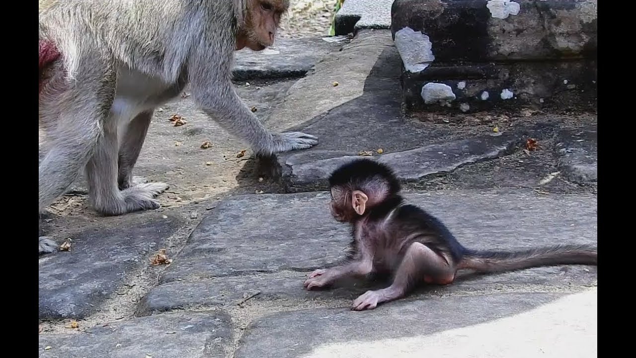 The Best First Step Mom Monkey Teach Her Baby Walk. MV 0188