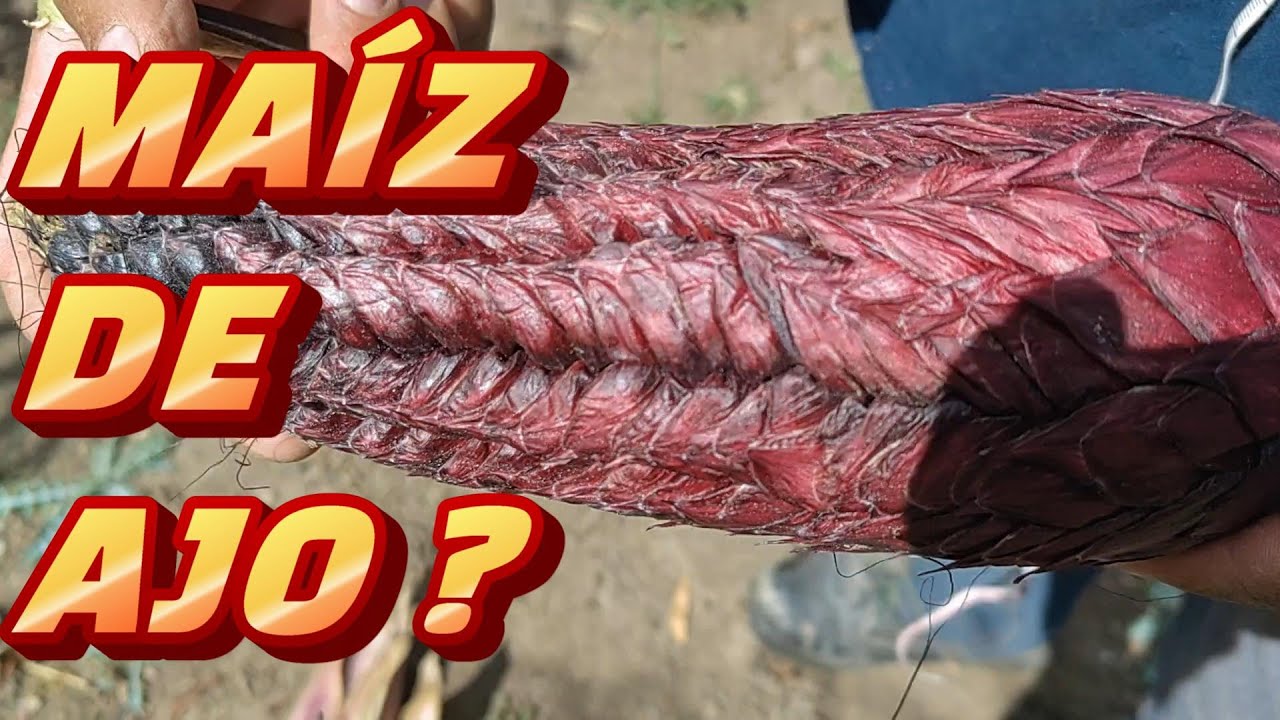 MAIZ DE AJO ❓ÚNICO EN EL MUNDO. woww, que es❓MIRA EL  ESTUDIO