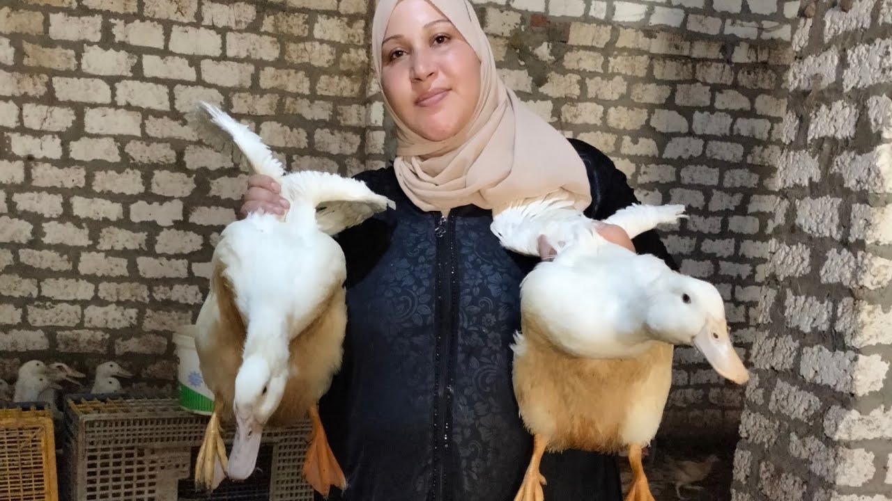 البطة وصلت 4كيلو فى 40 يوم وبدون علف  على الخلطة السحرية دى بط المشروع اللى يلبسك دهب