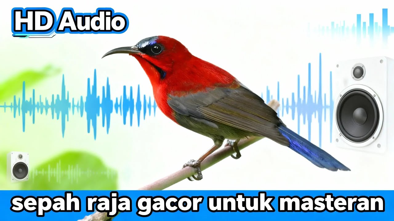 🔴 LIVE Sepah Raja Biru Ngebren Panjang #masteranjernih #masteranburung #live