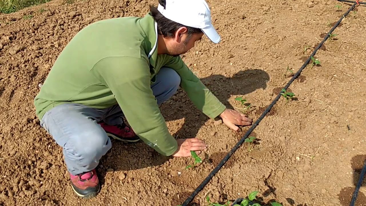 Biber nasıl ekilir? Trakya'ya özel biber çeşitleri