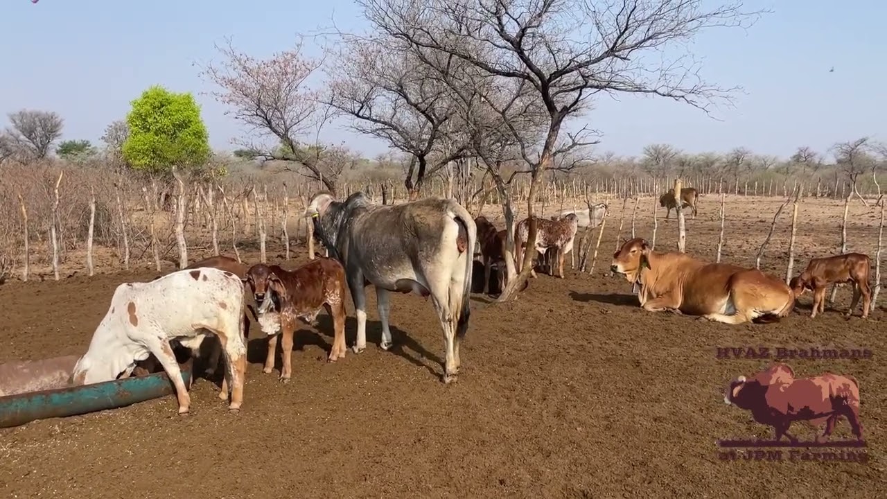 HVAZ Brahmans Herd Productivity Series 01