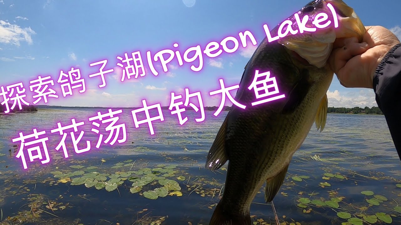 钓遍加拿大安大略省百湖(6)：探索鸽子湖(Pigeon Lake)，荷花荡中钓大鱼