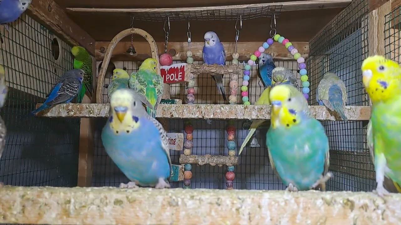 Parrot little babies