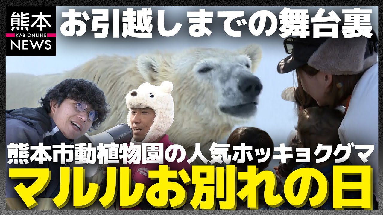 熊本市動植物園の人気ホッキョクグマ“マルル”〜お引越しまでの舞台裏〜