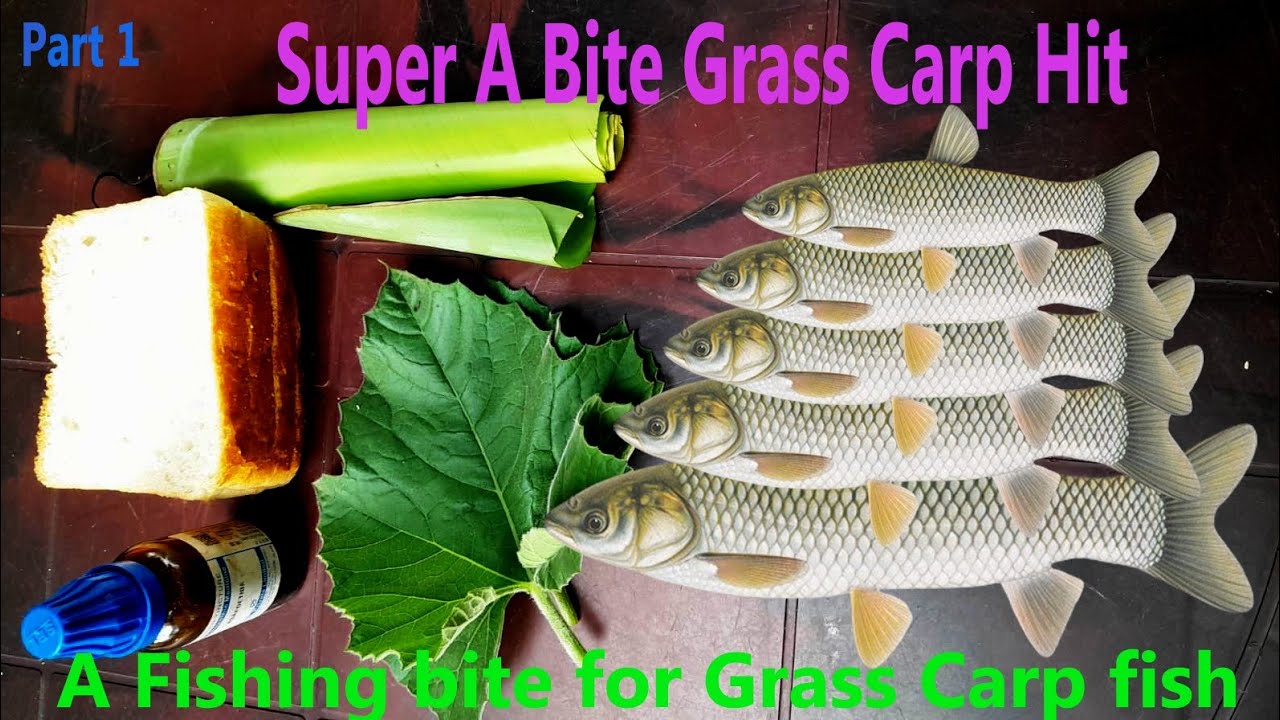 Part1 Super Power A Bite Grass Carp Hit ✅️  A Fishing Bite For Grass Carp ||