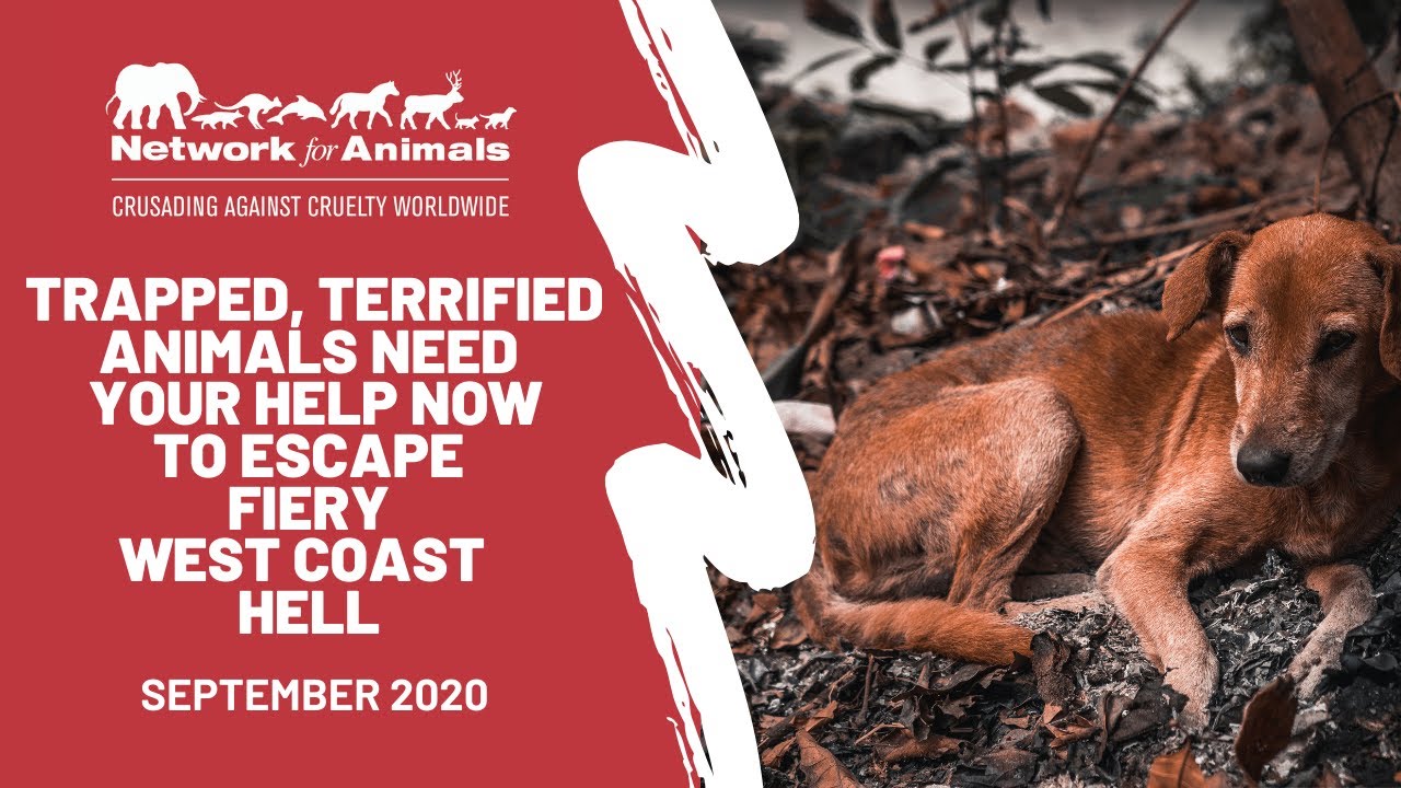Trapped, terrified animals need your help now to escape fiery West Coast hell-scene!