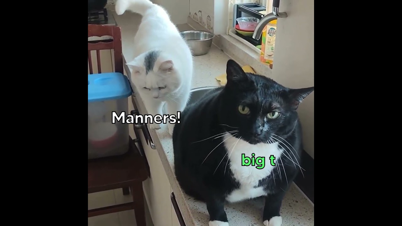 Big T Returns