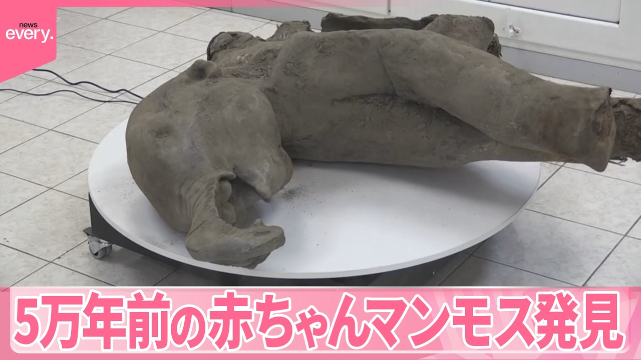 【発見】5万年前の赤ちゃんマンモス  とけた永久凍土から