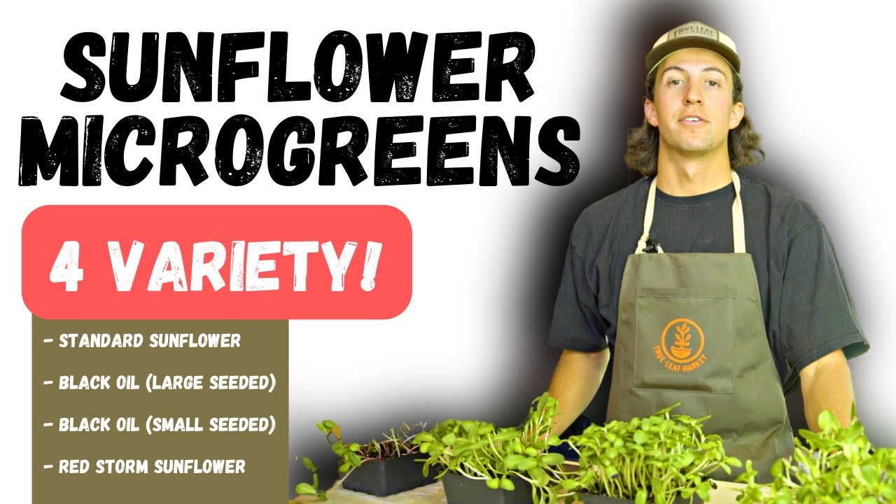 Sunflower Microgreens Comparison//4 Varieties!
