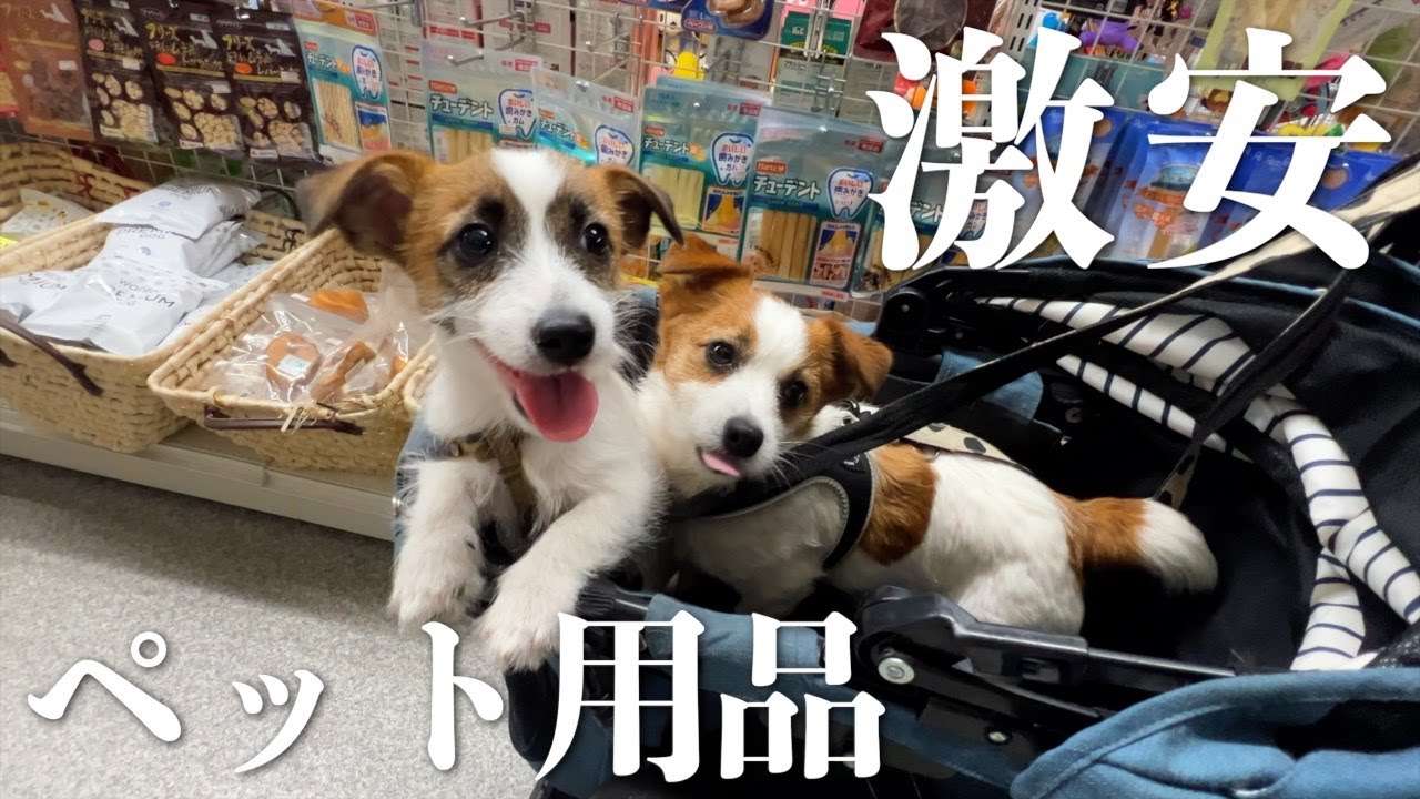 千葉県にある激安ペット用品店くりぃむが凄すぎた/ジャックラッセルテリア