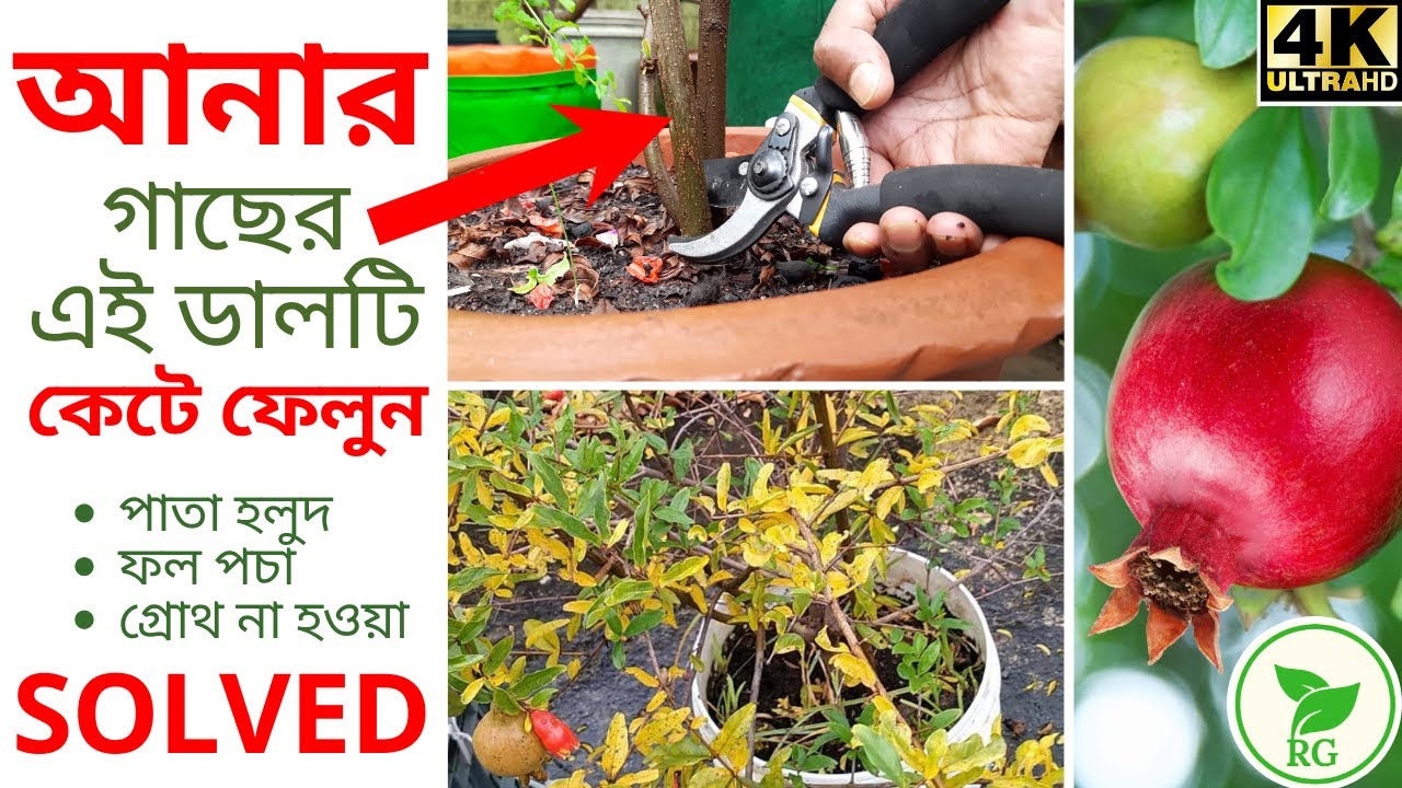 Unlock the Secret to Pomegranate Growth: Rainy Season Masterclass! আনারের পাতা হলুদ, ফল পচা রোধ।