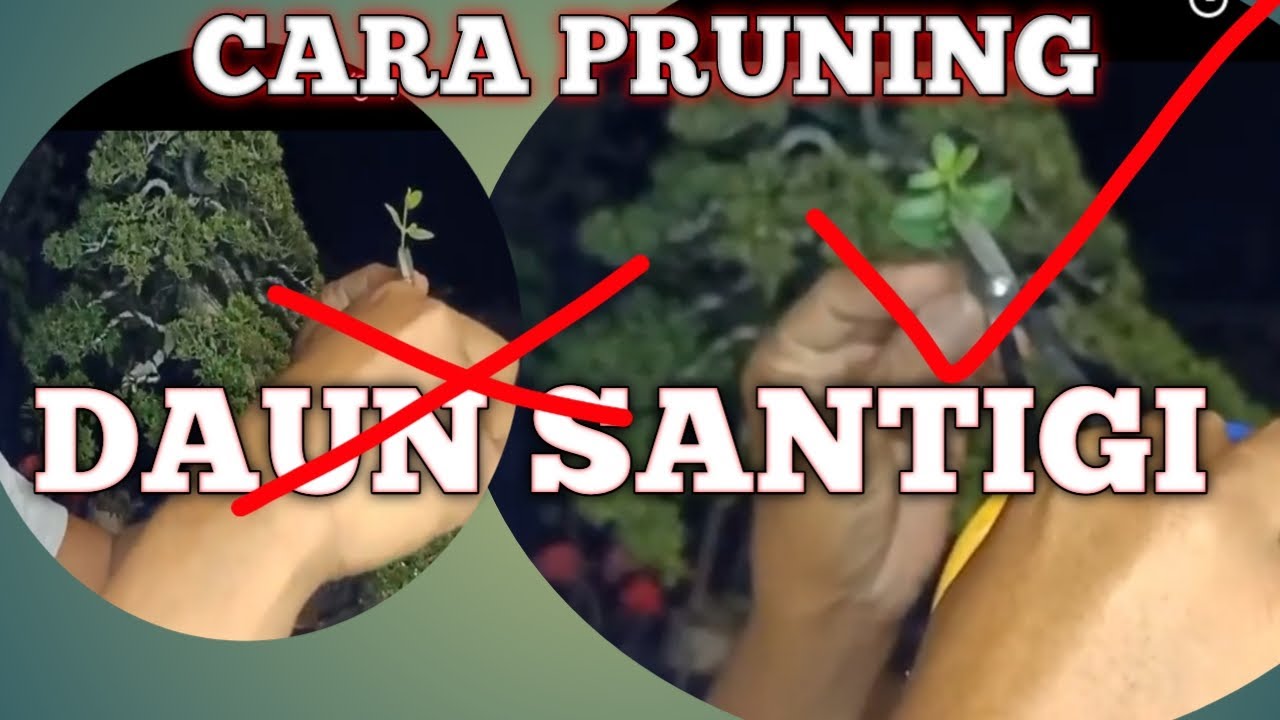 CARA pruning bonsai santigi